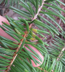 Contarinia pseudotsugae