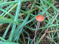 Hypholoma marginatum