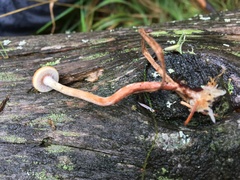 Hypholoma marginatum
