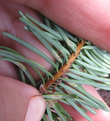 Contarinia pseudotsugae