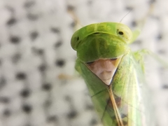 Viridicerus ustulatus