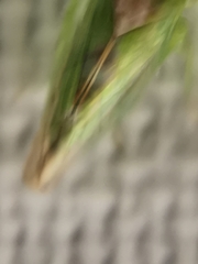 Viridicerus ustulatus