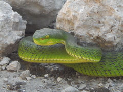 Nepal Pitviper photo 2
