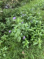 Ruellia tuberosa