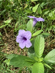 Ruellia tuberosa