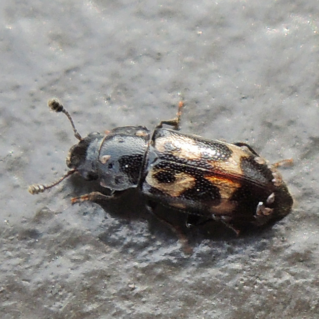 Glischrochilus confluentus
