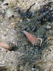 Telescopium telescopium