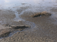 Ephydra glauca