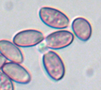 Hypholoma marginatum