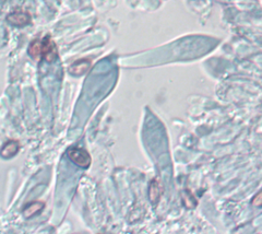 Hypholoma marginatum