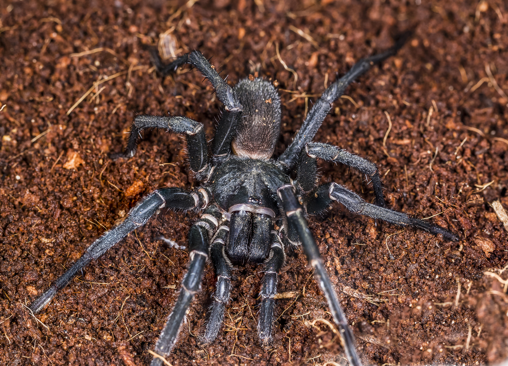 Microstigmatid Spiders