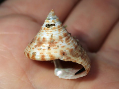 Maurea pellucida