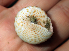 Maurea pellucida