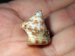 Maurea pellucida