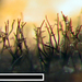 Helminthosporium velutinum - Photo (c) Jerry, algunos derechos reservados (CC BY), uploaded by Jerry Cooper