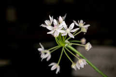 Allium hyalinum