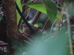 Pnoepyga pusilla