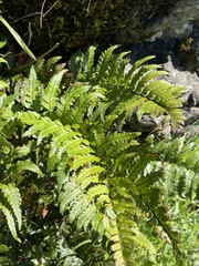 Polystichum wawranum