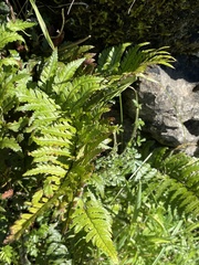 Polystichum wawranum