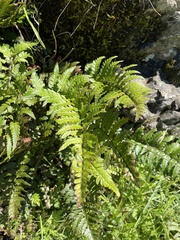 Polystichum wawranum