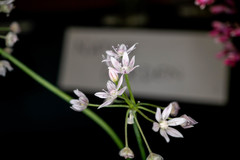 Allium hyalinum