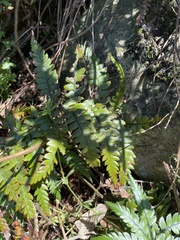 Polystichum wawranum