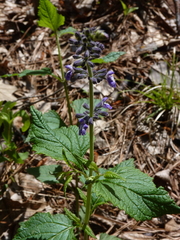 Salvia urticifolia