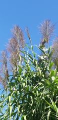 Phragmites vallatoria