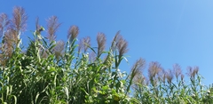 Phragmites vallatoria