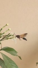 Delta dimidiatipenne