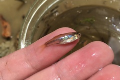 Rasbora bankanensis