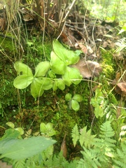 Pinguicula moranensis