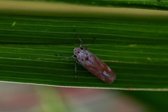 Bothrogonia ferruginea