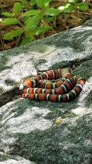 Lampropeltis multifasciata