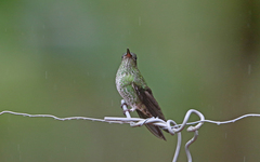 Taphrospilus hypostictus