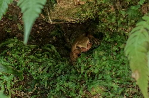 Northern Streamside Treefrog, Sarcohyla hapsa