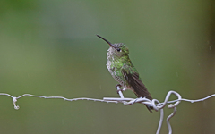 Taphrospilus hypostictus