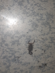 Pseudolychas pegleri