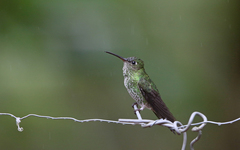 Taphrospilus hypostictus