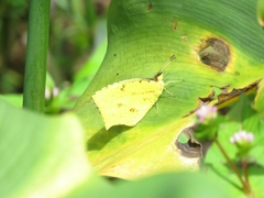 Abaeis salome gaugamella