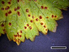 Puccinia hydrocotyles