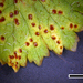 Puccinia hydrocotyles - Photo (c) Jerry Cooper, μερικά δικαιώματα διατηρούνται (CC BY), uploaded by Jerry Cooper