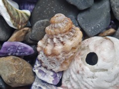 Turritriton labiosus