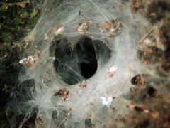 Porrhothele antipodiana