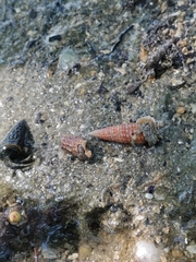 Telescopium telescopium