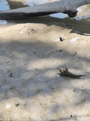 Periophthalmodon schlosseri