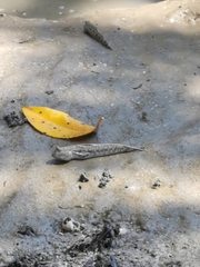 Periophthalmodon schlosseri