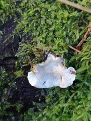 Skeletocutis carneogrisea