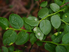 Exobasidium arescens