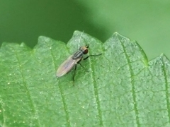 Trixoscelidinae